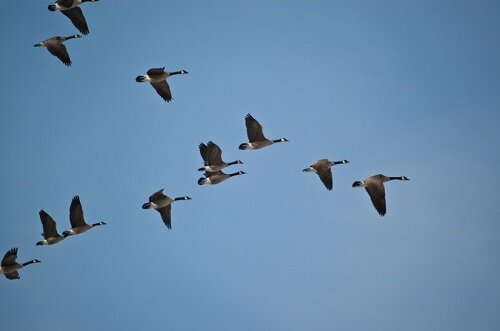 birds_v_formation_1.jpg