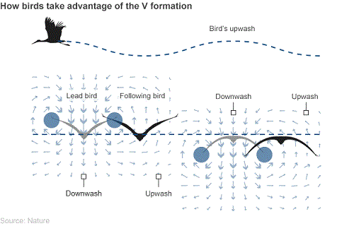 birds_v_formation_2.gif