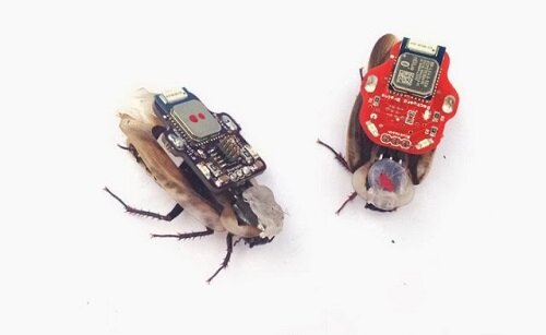 Cockroach_biorobots_1.jpg